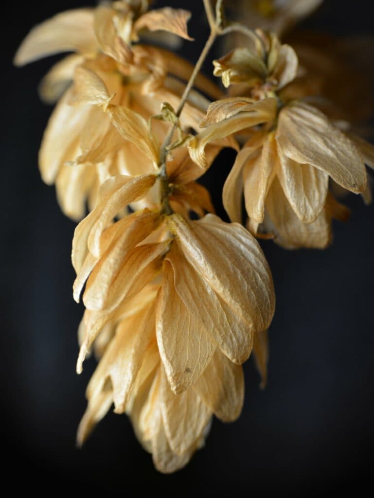 "Хобби, которое украшает жизнь": как житель Донетчины выиграл фотоконкурс Википедии