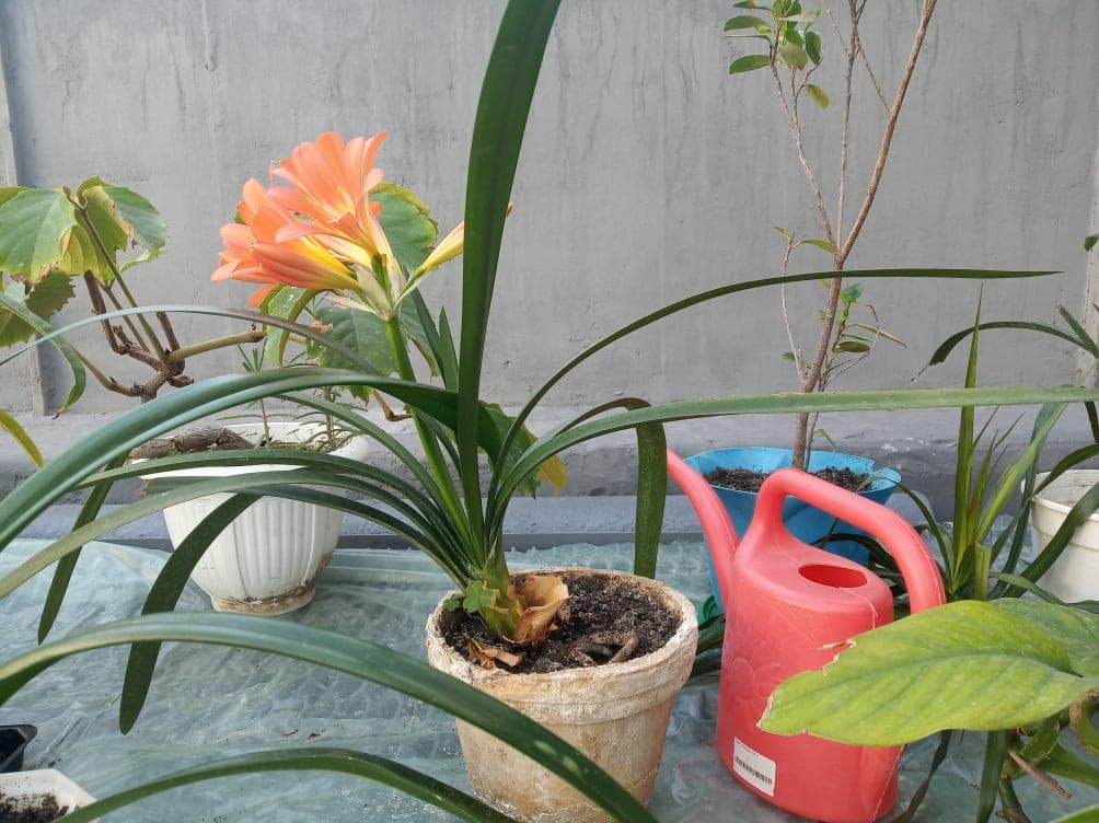 Современный хаб в школьной теплице. Как в Северодонецке мотивируют детей к обучению