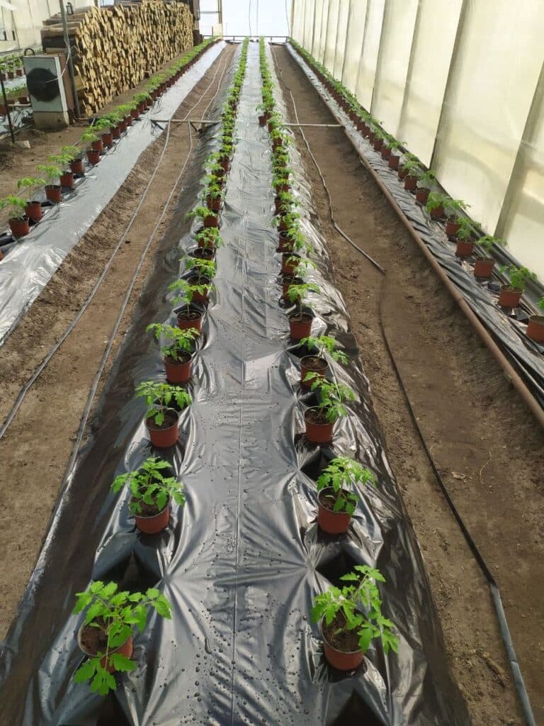 От Станицы до столицы. Как овощеводы прифронтовой Луганщины покоряют рынки Украины