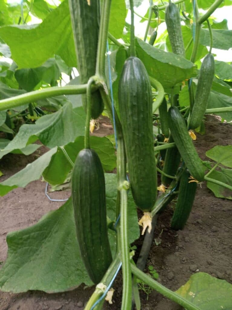 От Станицы до столицы. Как овощеводы прифронтовой Луганщины покоряют рынки Украины