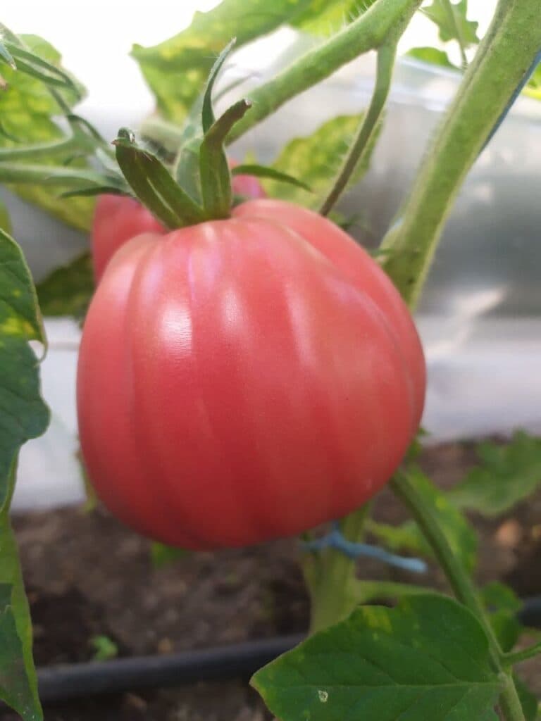 От Станицы до столицы. Как овощеводы прифронтовой Луганщины покоряют рынки Украины