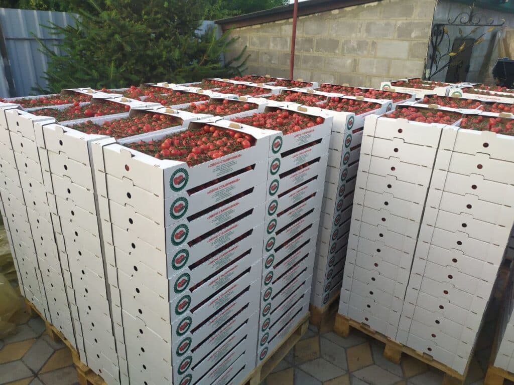 От Станицы до столицы. Как овощеводы прифронтовой Луганщины покоряют рынки Украины