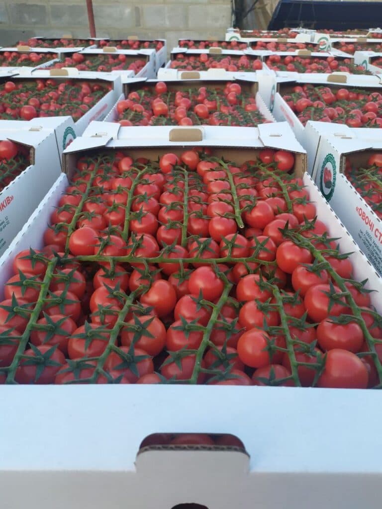 От Станицы до столицы. Как овощеводы прифронтовой Луганщины покоряют рынки Украины