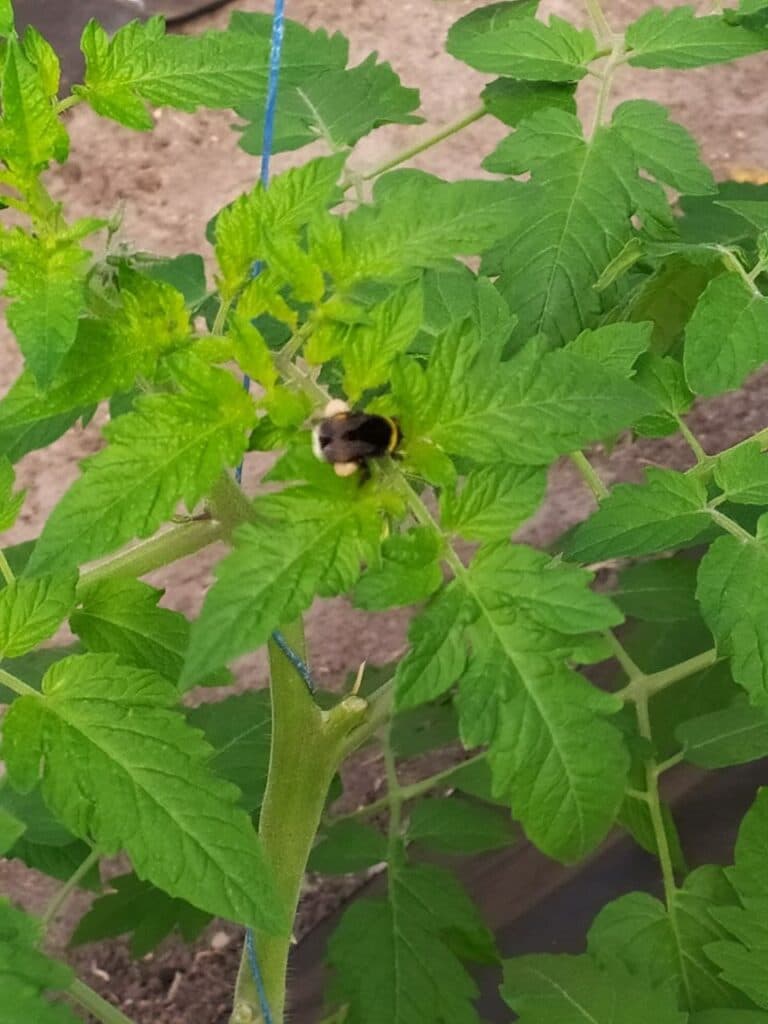 От Станицы до столицы. Как овощеводы прифронтовой Луганщины покоряют рынки Украины