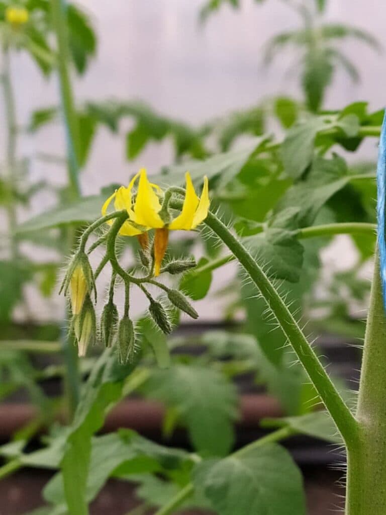 От Станицы до столицы. Как овощеводы прифронтовой Луганщины покоряют рынки Украины