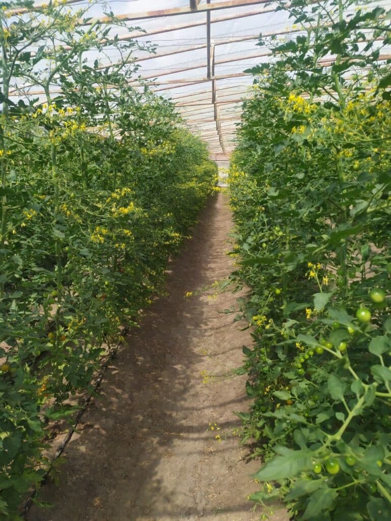 От Станицы до столицы. Как овощеводы прифронтовой Луганщины покоряют рынки Украины