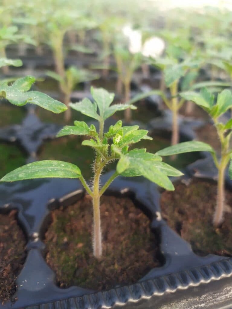 От Станицы до столицы. Как овощеводы прифронтовой Луганщины покоряют рынки Украины