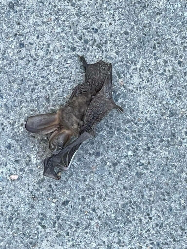 Лисянскому разбили авто