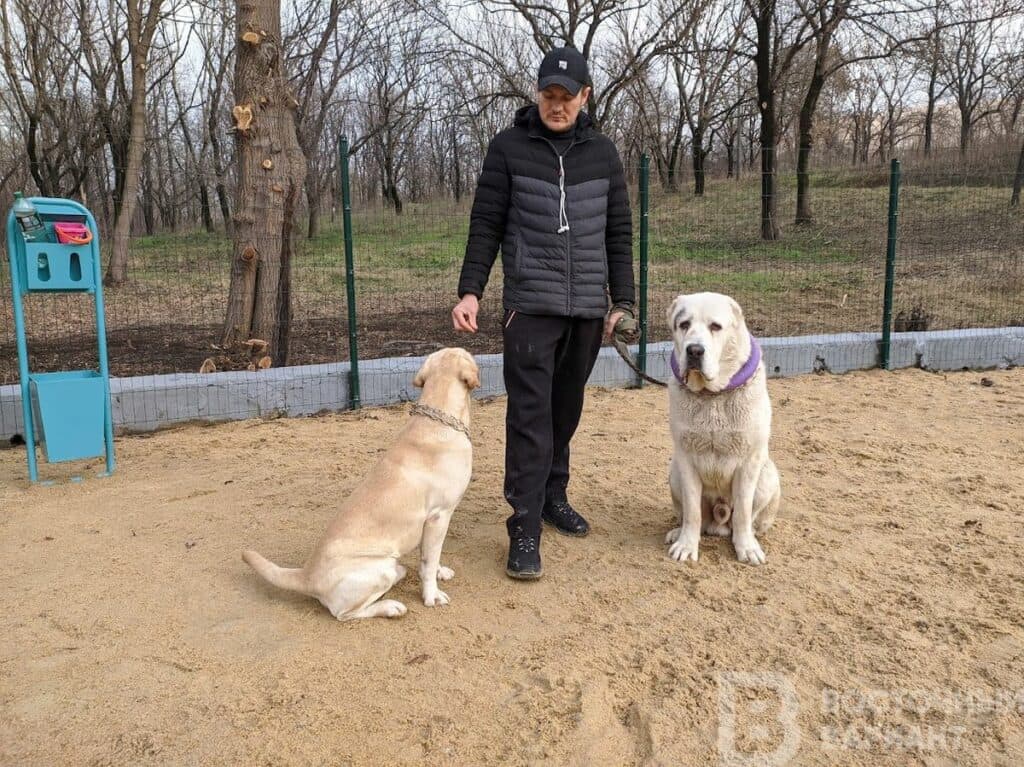 мариуполь собаки