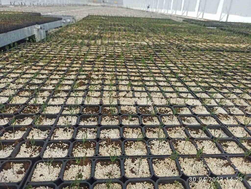 селекционный центр Лимана