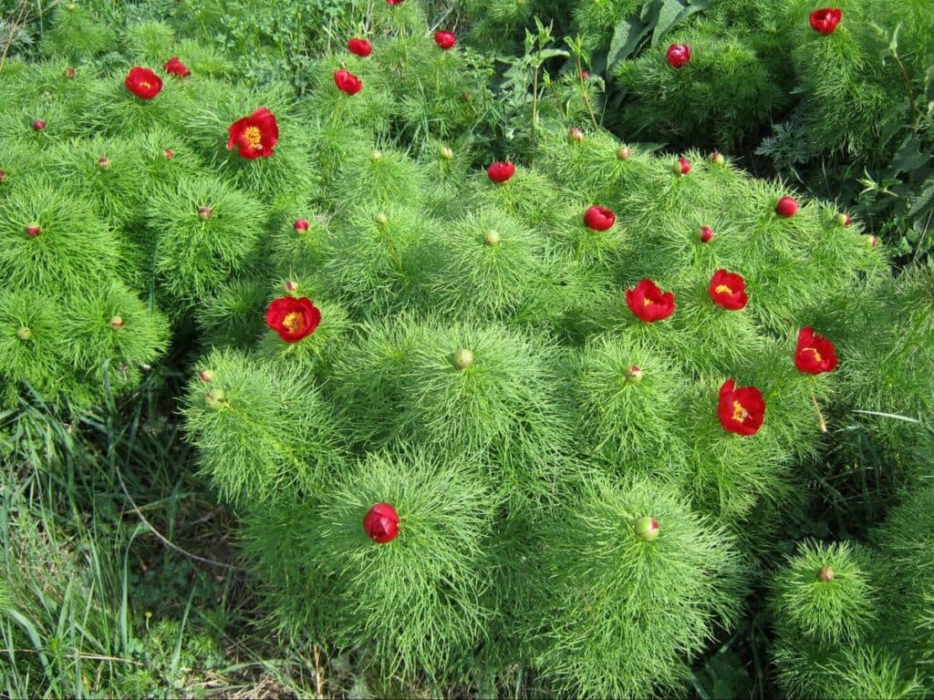 цветы луганщина