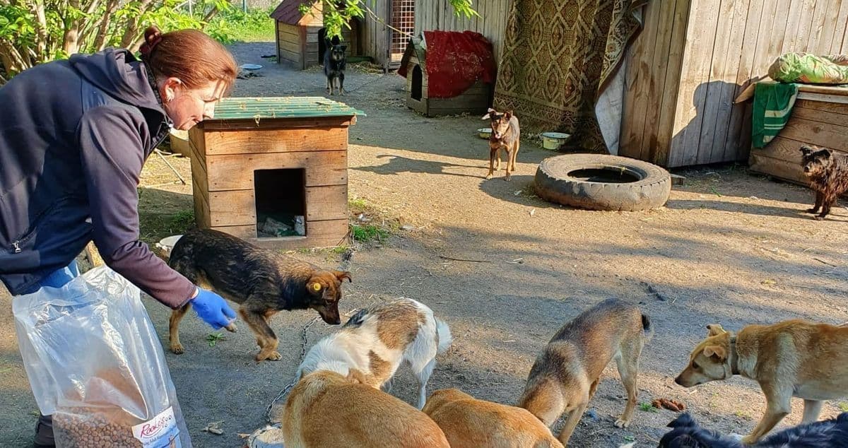 Слов'янськ собаки бездомні