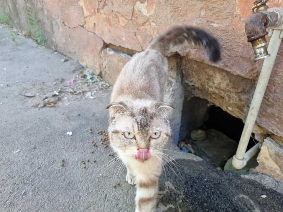Мариуполь. Найдена кошечка