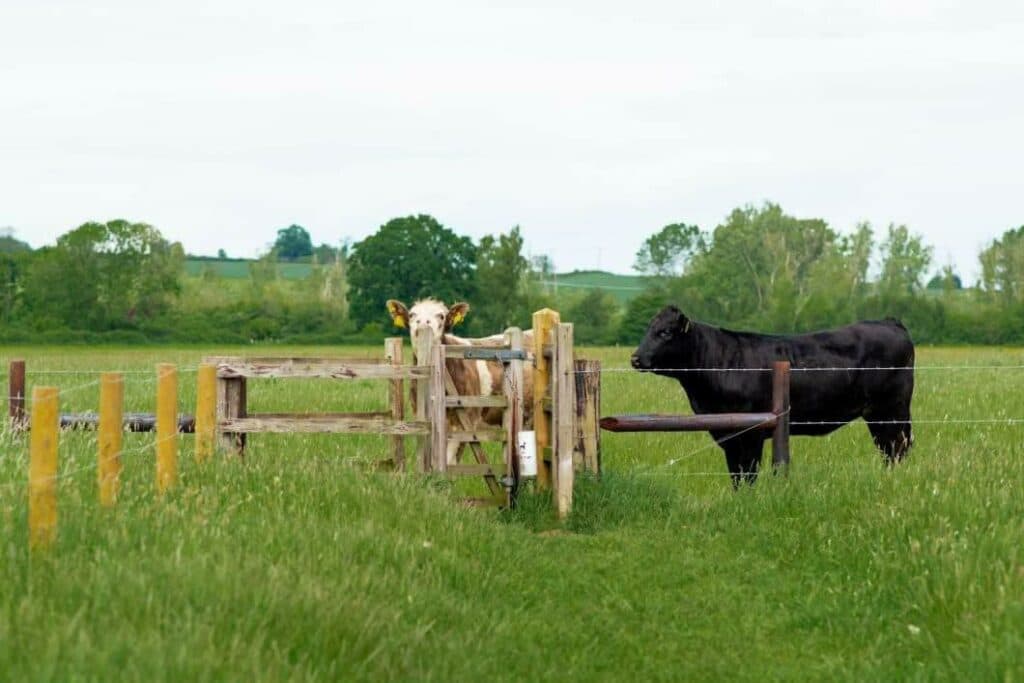 Islip town, Killington