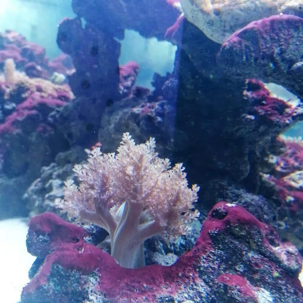 акваріум у Краматорську