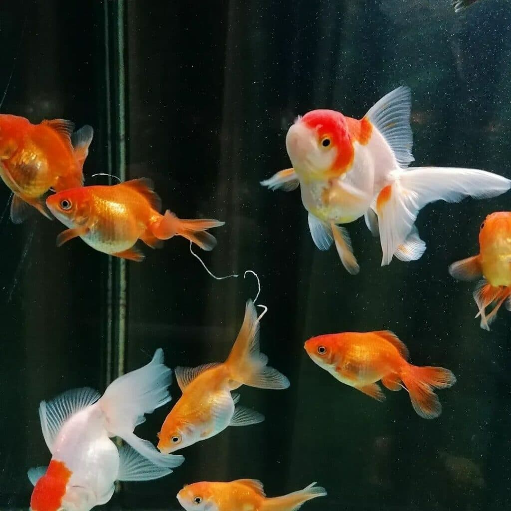 акваріум у Краматорську