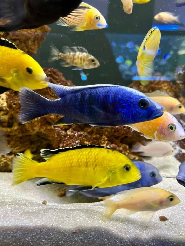 акваріум у Краматорську