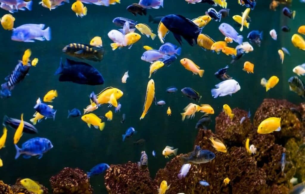 акваріум у Краматорську