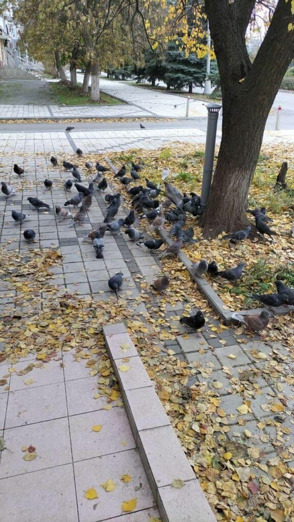 Годівнички для тварин