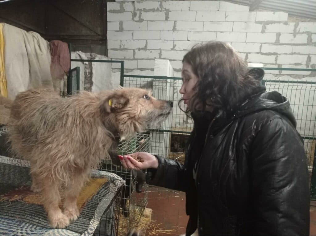 Любов — одна із потреб безпритульних тварин