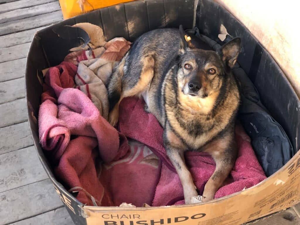 Одна із врятованих Оленою собак