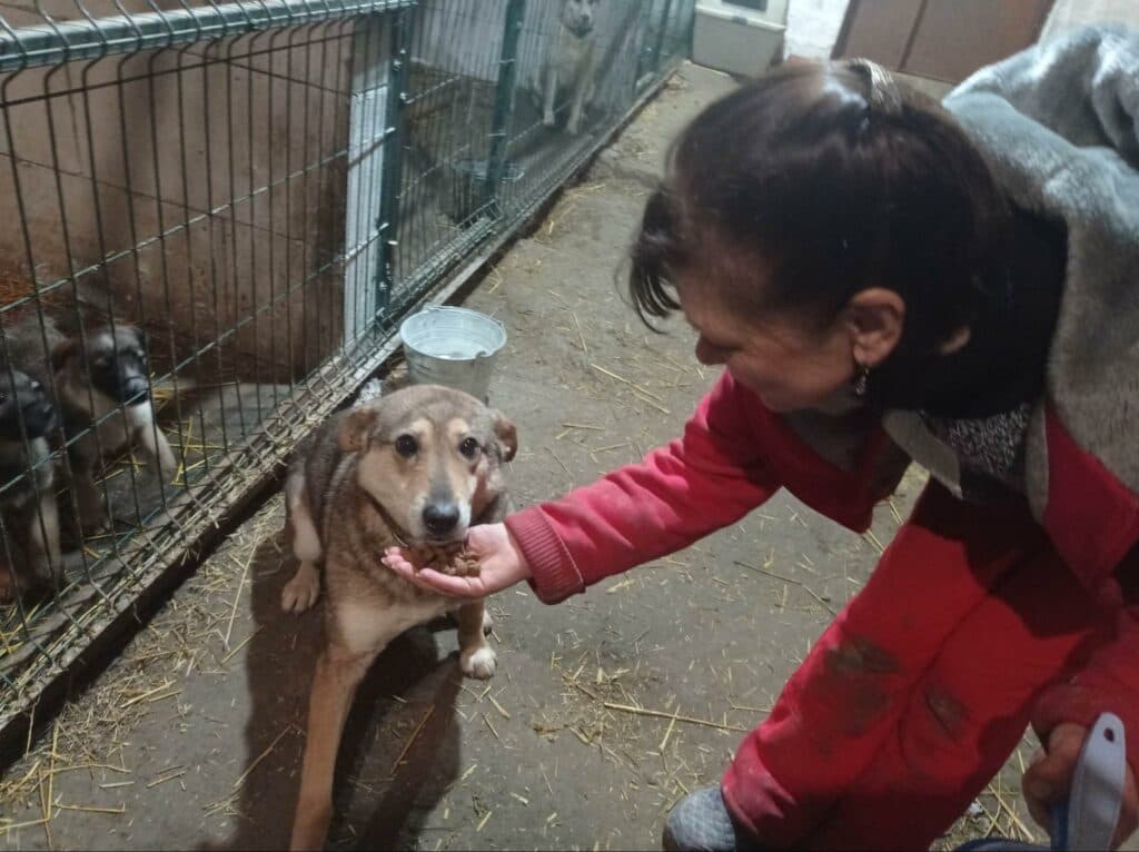 За врятованими тваринами щоденно наглядають волонтери