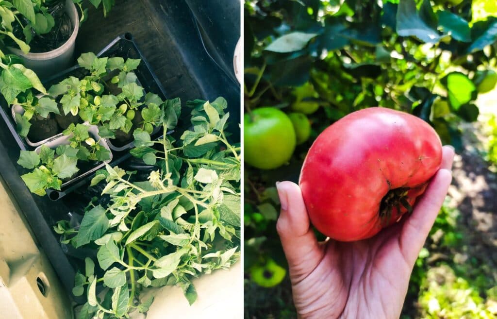 Козинські з Луганщини