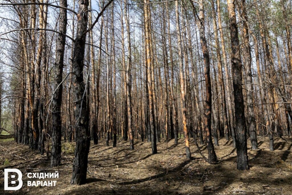 ліси Донеччини Лиманщини квітень 2023