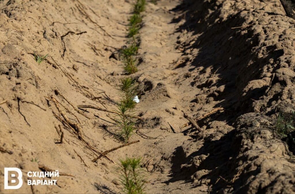 ліси Донеччини Лиманщини квітень 2023