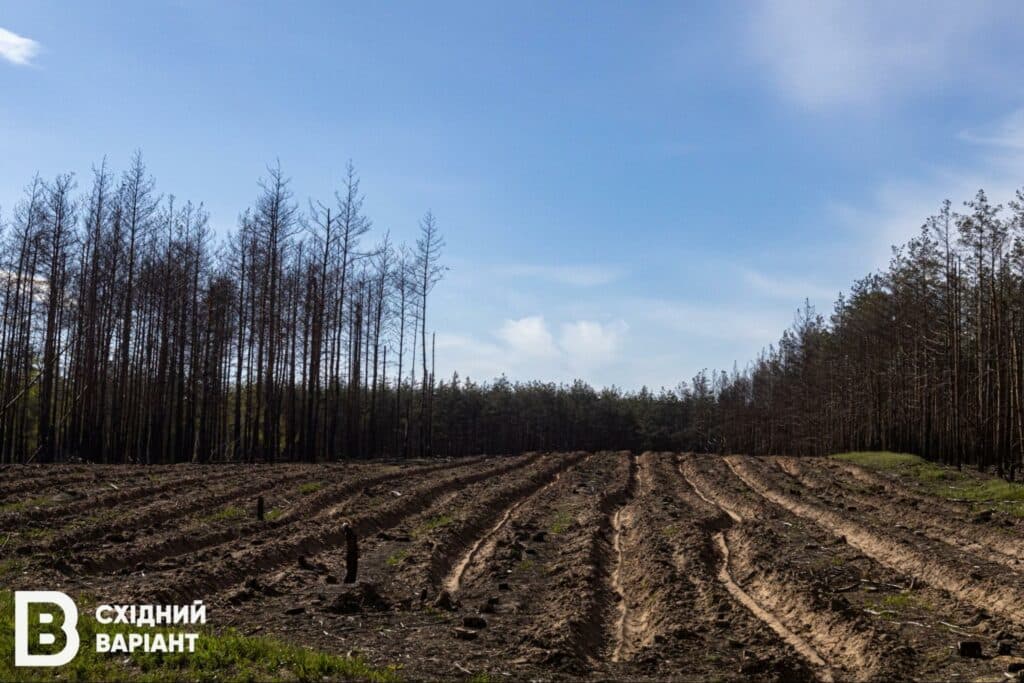 ліси Донеччини Лиманщини квітень 2023