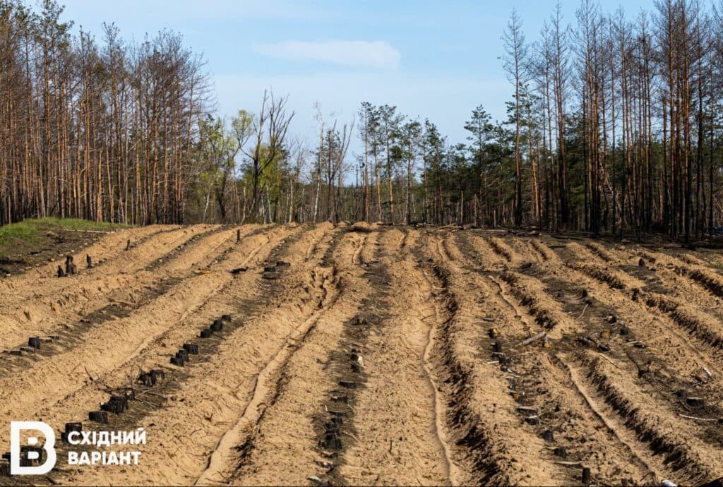 ліси Донеччини Лиманщини квітень 2023