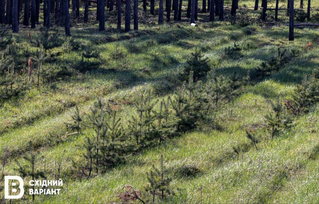 ліси Донеччини Лиманщини квітень 2023
