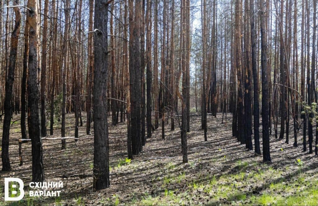 Лиманщина ліси