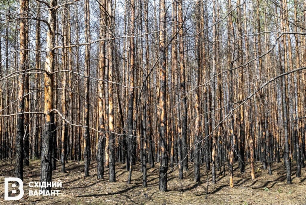 Лиманщина ліси