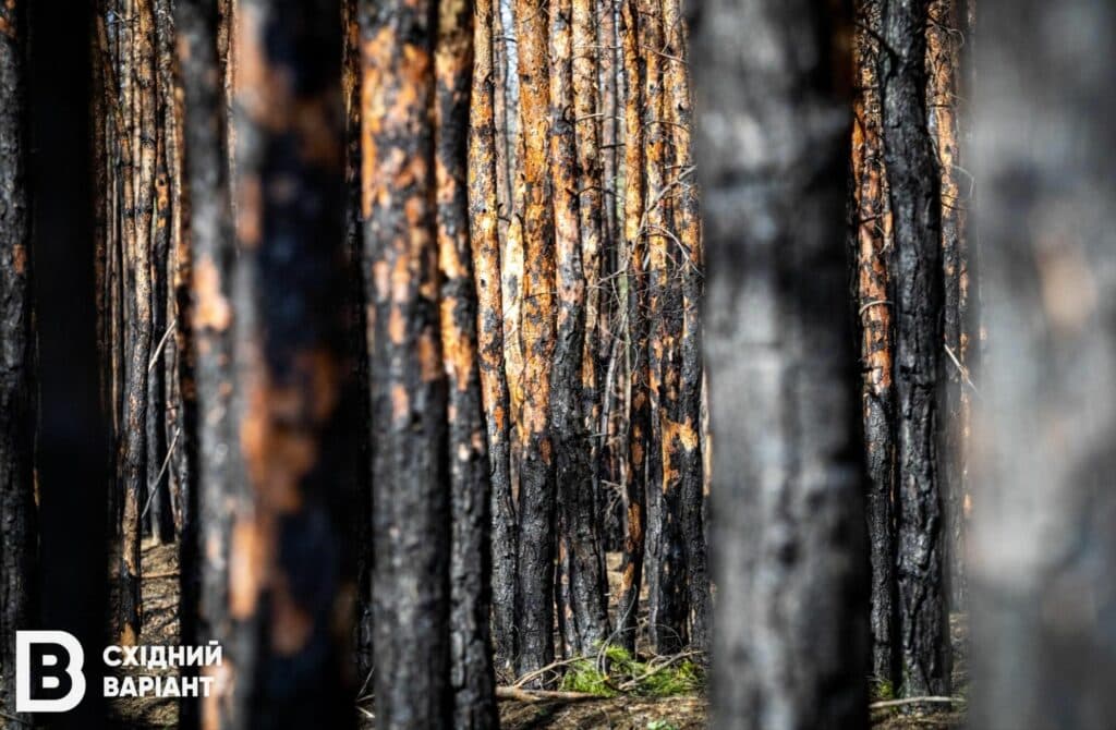 Лиманщина ліси
