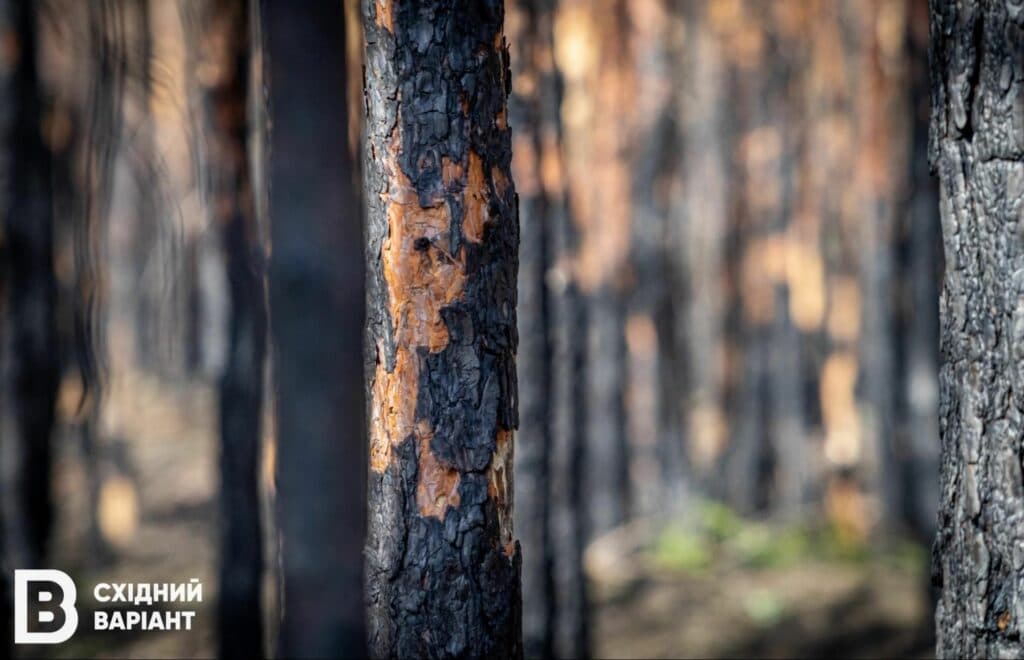 Лиманщина ліси