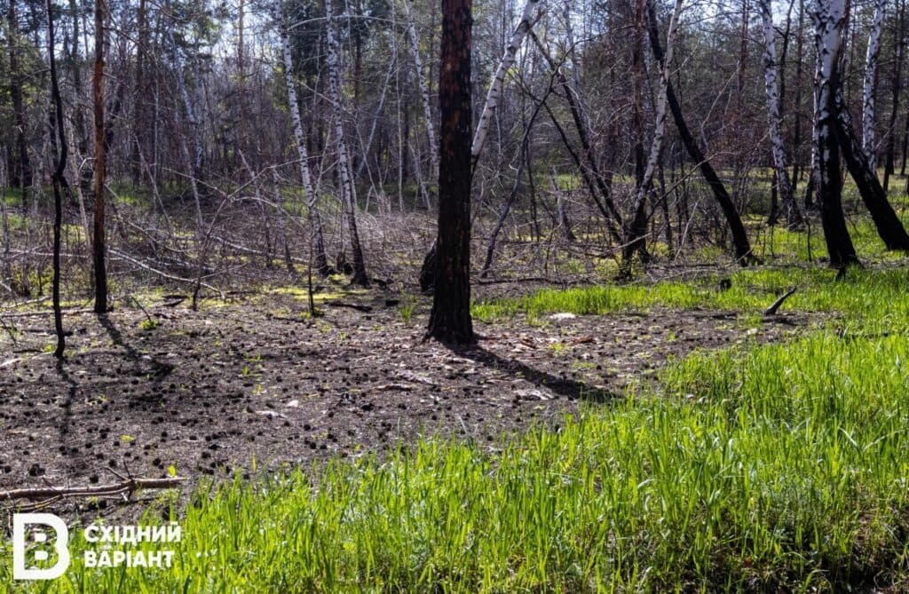 Лиманщина ліси