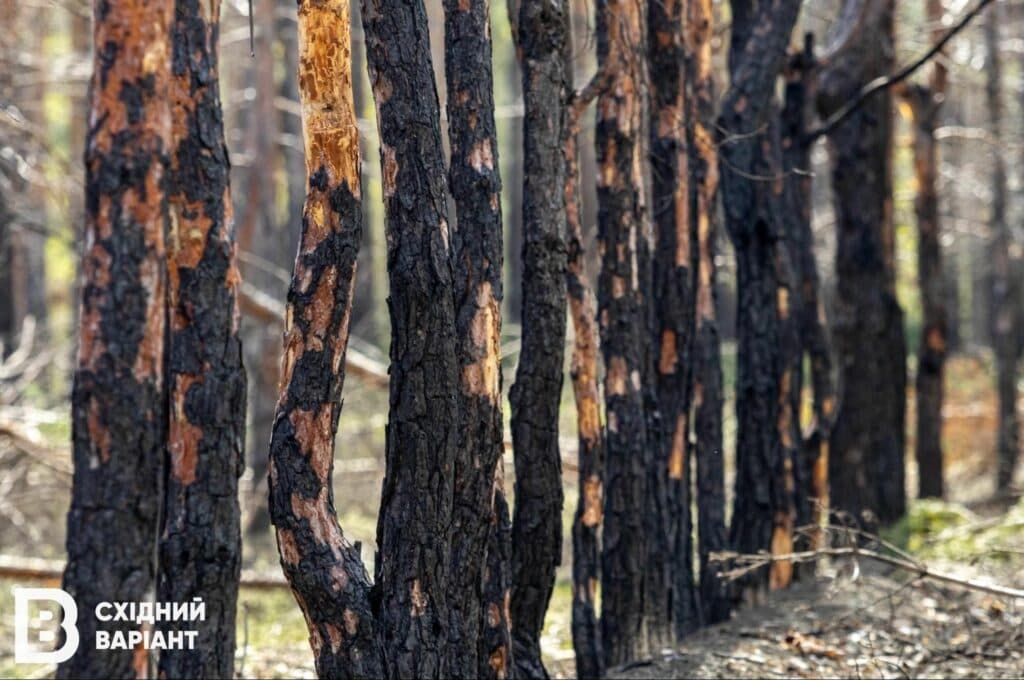 Лиманщина ліси