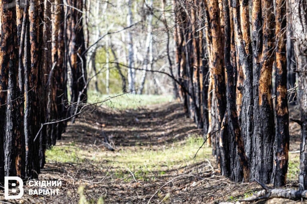 Лиманщина ліси