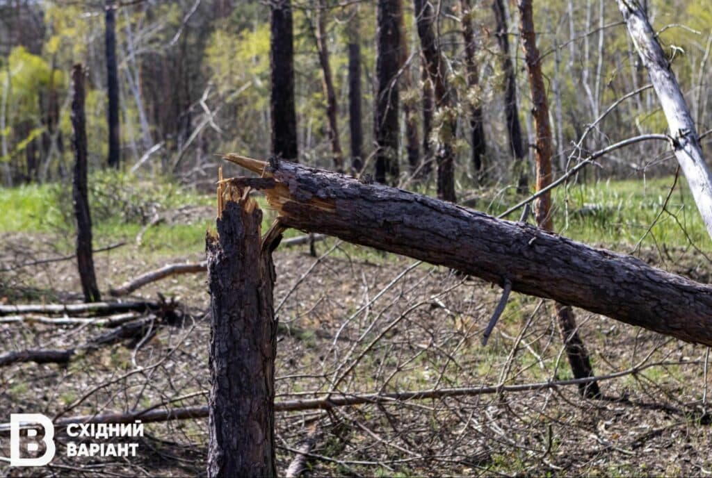 Лиманщина ліси