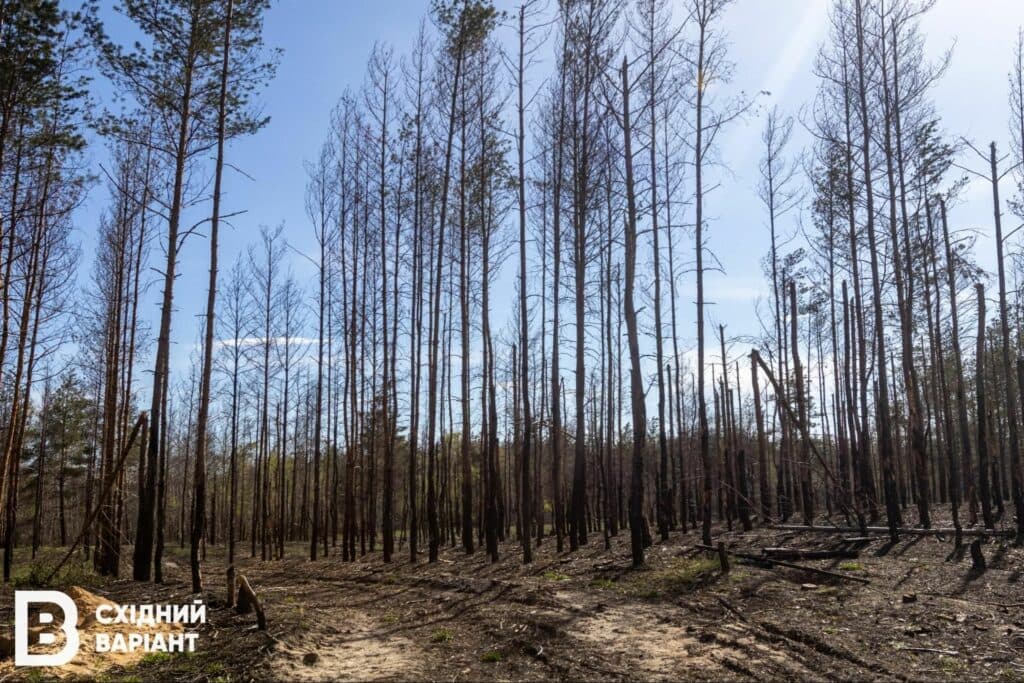 Лиманщина ліси