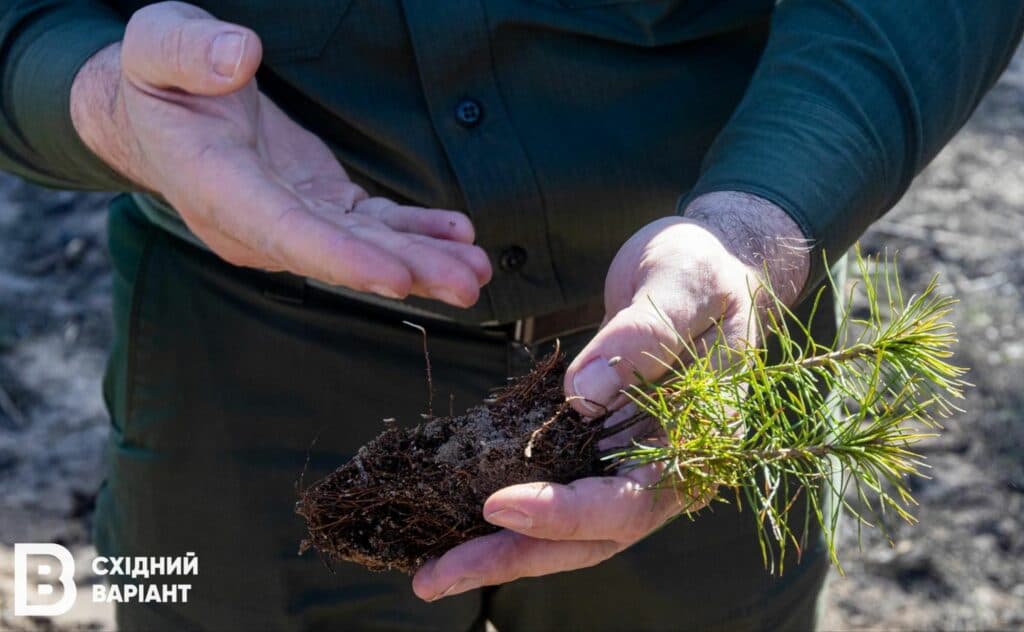 Лиманщина ліси