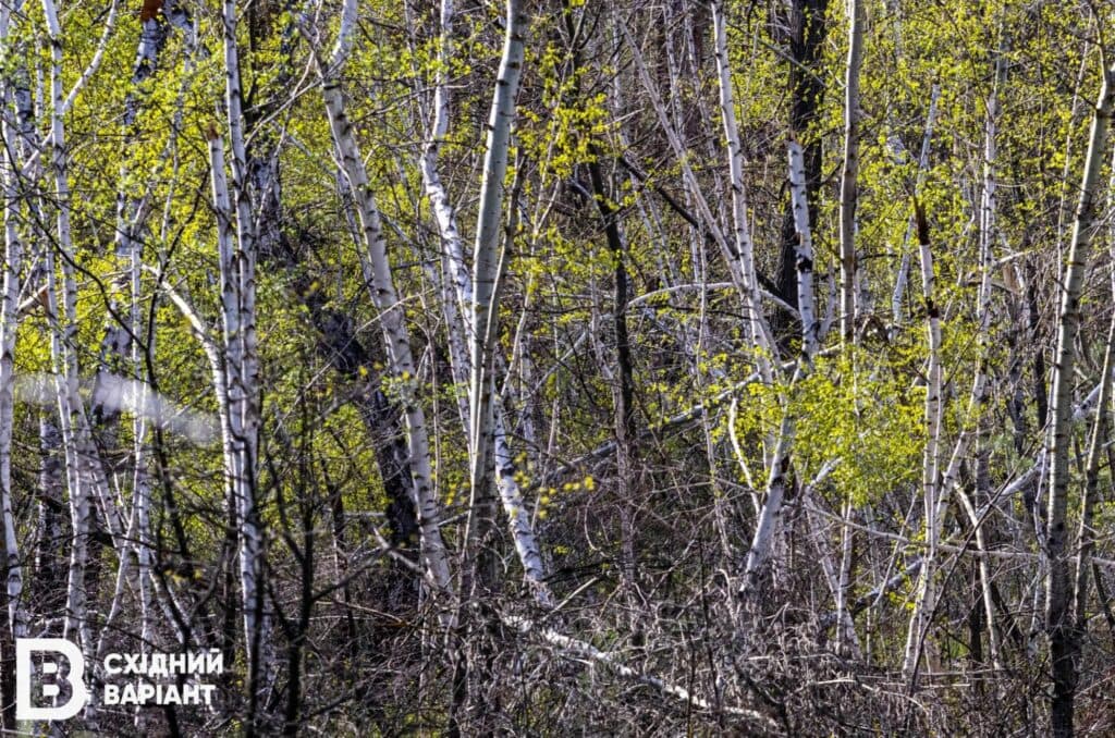 Лиманщина ліси