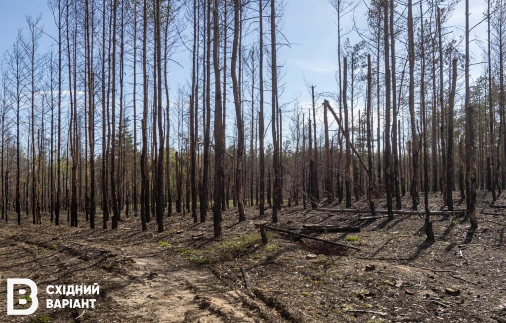 Лиманщина ліси