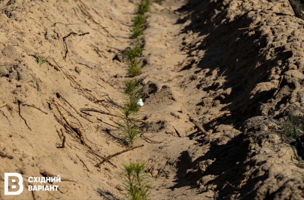 Лиманщина ліси