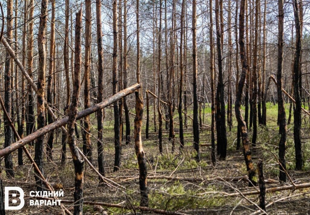 Лиманщина ліси