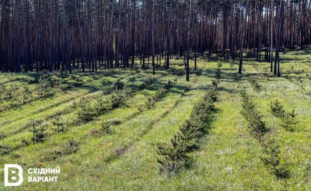 Лиманщина ліси