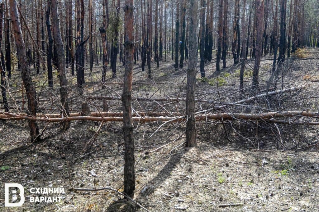 Лиманщина ліси