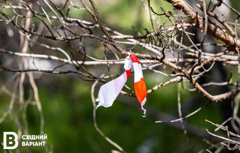 Лиманщина ліси