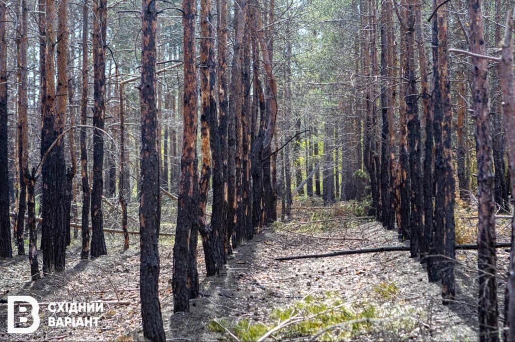 Лиманщина ліси